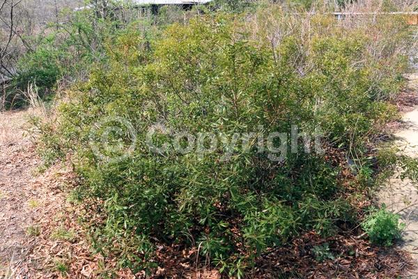 Green blooms; Evergreen; Broadleaf; North American Native