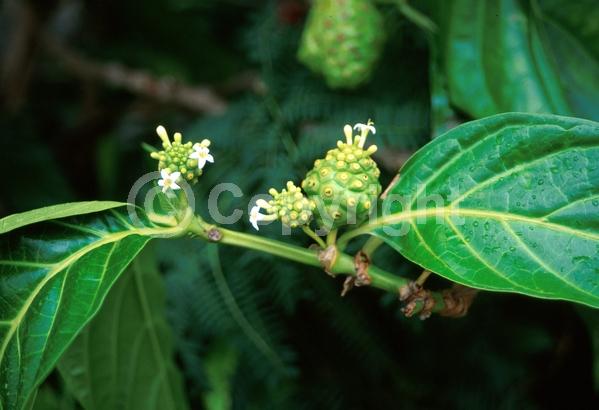 White blooms; Evergreen