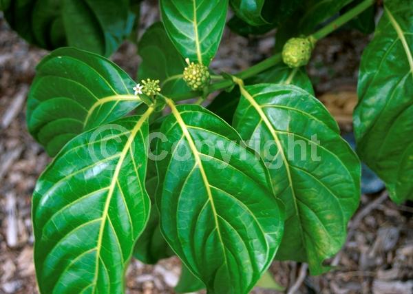 White blooms; Evergreen