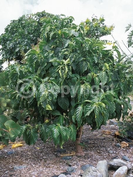 White blooms; Evergreen