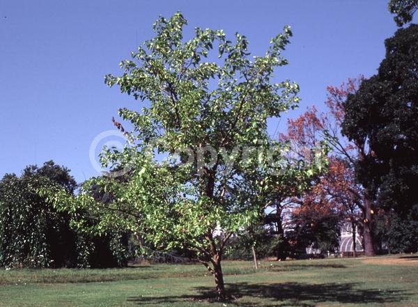 Yellow blooms; Green blooms; Deciduous; Broadleaf