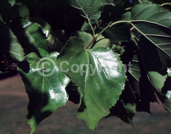 Yellow blooms; Green blooms; Deciduous; Broadleaf