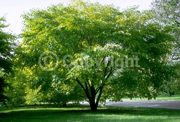 Yellow blooms; Green blooms; Deciduous; Broadleaf