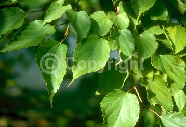 Yellow blooms; Green blooms; Deciduous; Broadleaf
