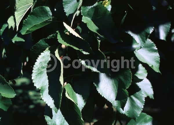 Yellow blooms; Green blooms; Deciduous; Broadleaf