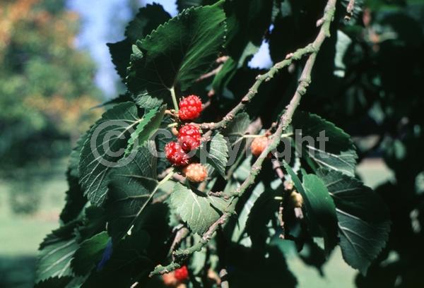 Yellow blooms; Green blooms; Deciduous; Broadleaf
