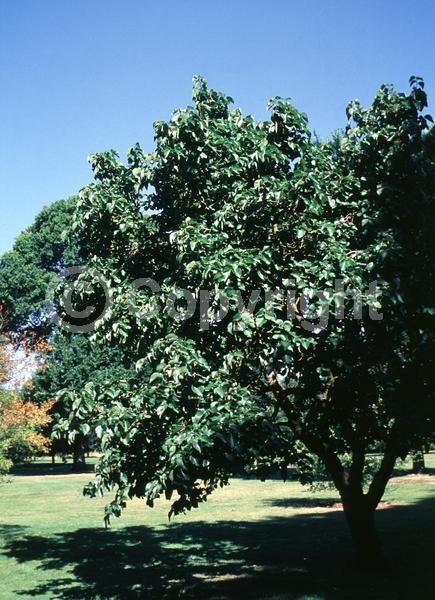 Yellow blooms; Green blooms; Deciduous; Broadleaf