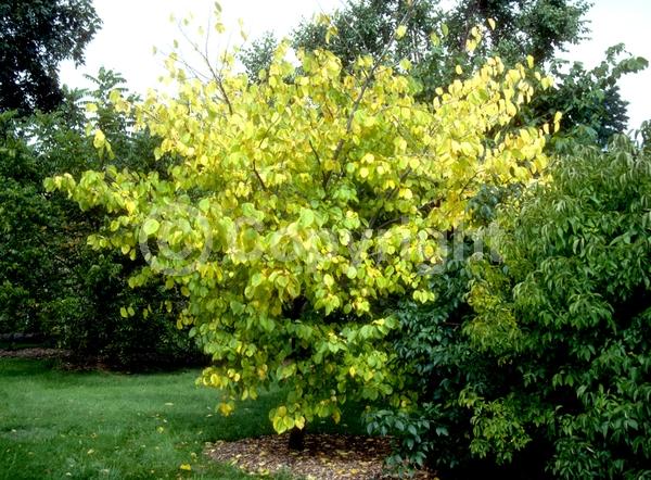 Yellow blooms; Green blooms; Deciduous; Broadleaf; North American Native
