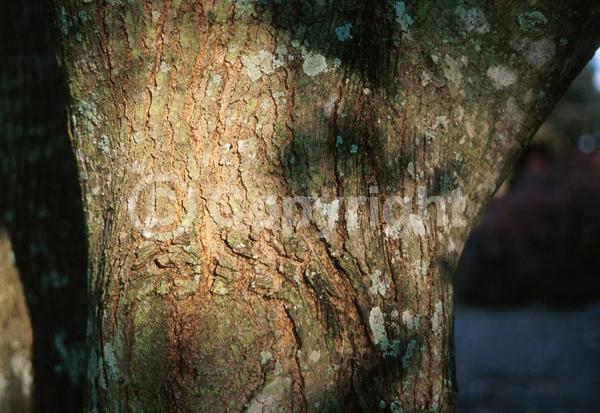 Yellow blooms; Green blooms; Deciduous; Broadleaf; North American Native