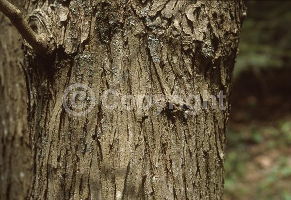 Yellow blooms; Green blooms; Deciduous; Broadleaf; North American Native