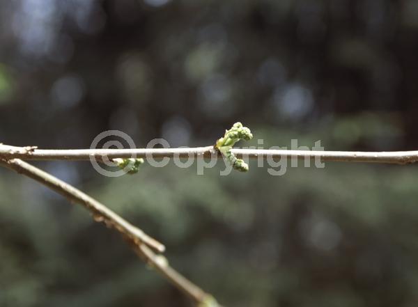 Yellow blooms; Green blooms; Deciduous; Broadleaf; North American Native