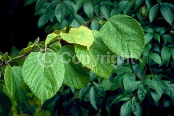 Yellow blooms; Green blooms; Deciduous; Broadleaf; North American Native