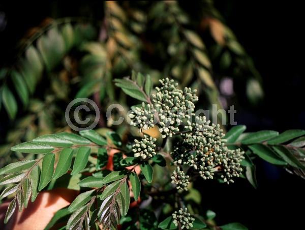 White blooms; Evergreen