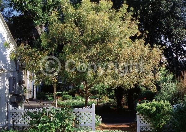 White blooms; Evergreen