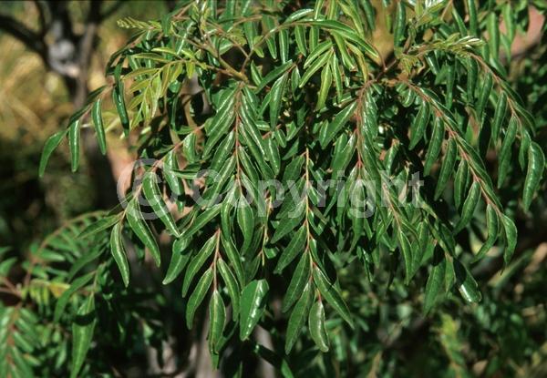 White blooms; Evergreen
