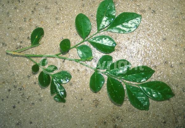 White blooms; Evergreen; Needles or needle-like leaf