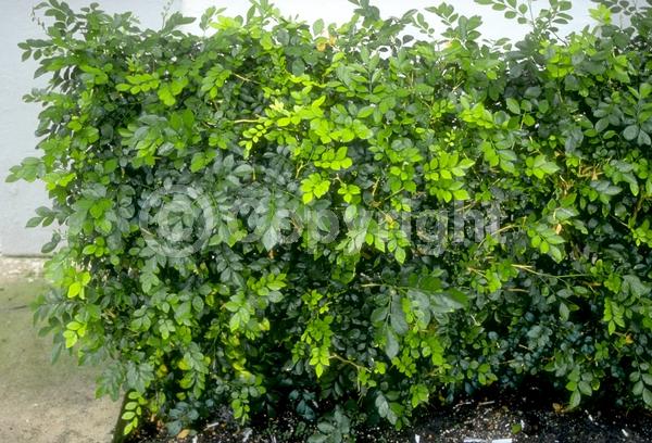 White blooms; Evergreen; Needles or needle-like leaf
