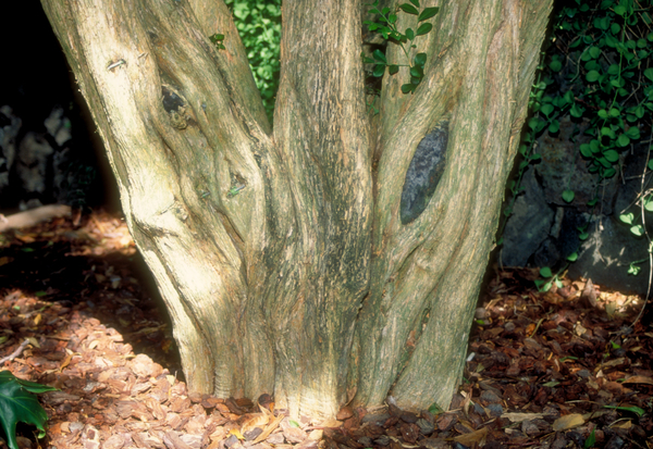 White blooms; Evergreen; Needles or needle-like leaf