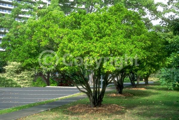 White blooms; Evergreen; Needles or needle-like leaf