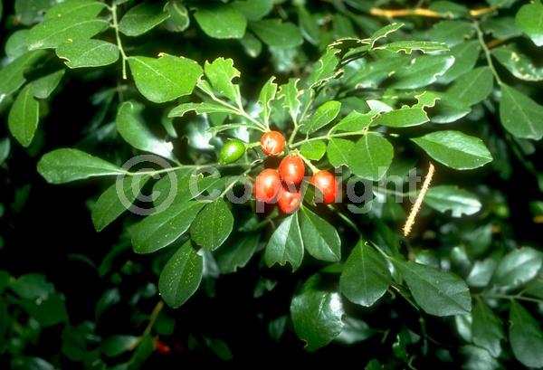 White blooms; Evergreen; Needles or needle-like leaf