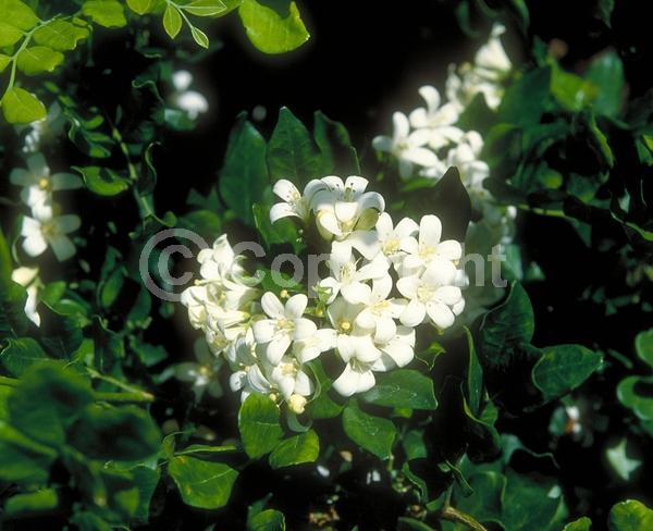 White blooms; Evergreen; Needles or needle-like leaf