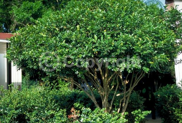 White blooms; Evergreen; Needles or needle-like leaf