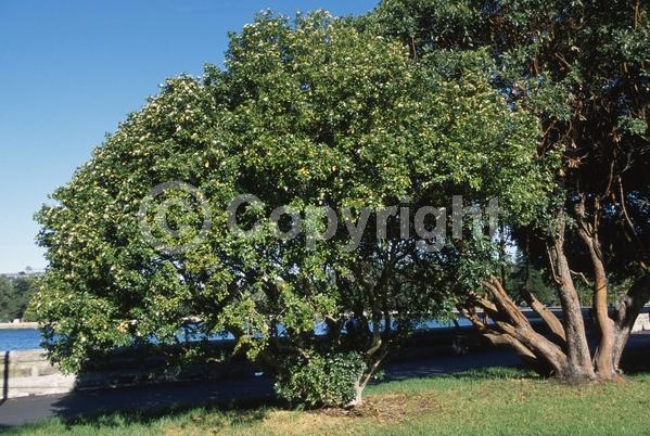 White blooms; Evergreen; Needles or needle-like leaf