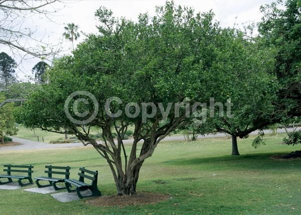 White blooms; Evergreen; Needles or needle-like leaf