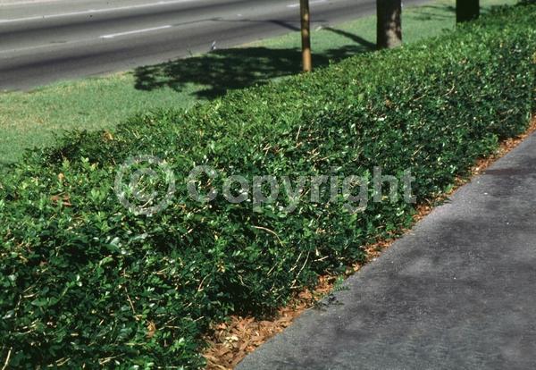 White blooms; Evergreen; Needles or needle-like leaf