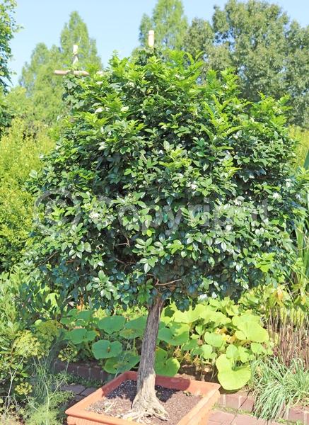 White blooms; Evergreen; Needles or needle-like leaf