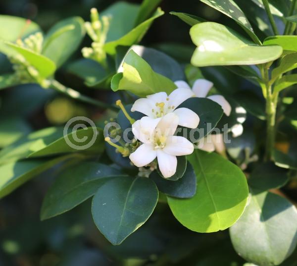 White blooms; Evergreen; Needles or needle-like leaf