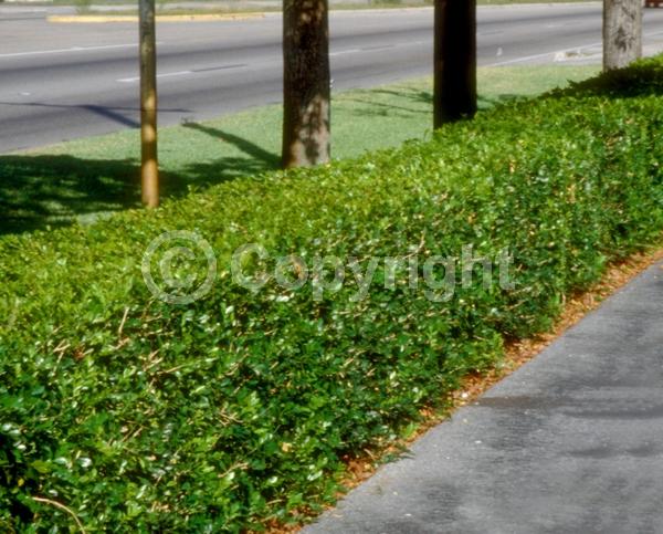 White blooms; Evergreen; Needles or needle-like leaf