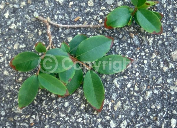 White blooms; Evergreen; Needles or needle-like leaf