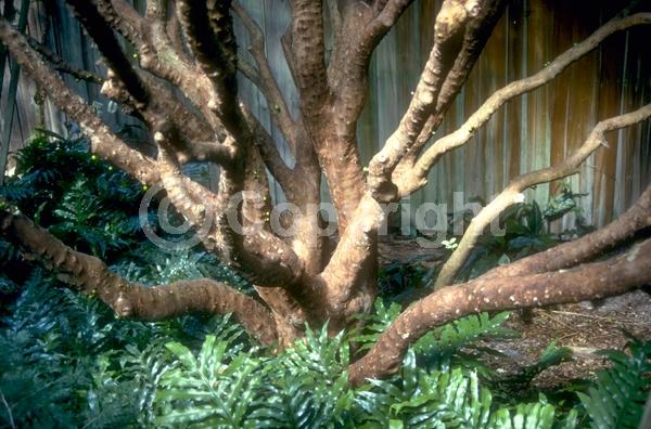 White blooms; Evergreen; Needles or needle-like leaf