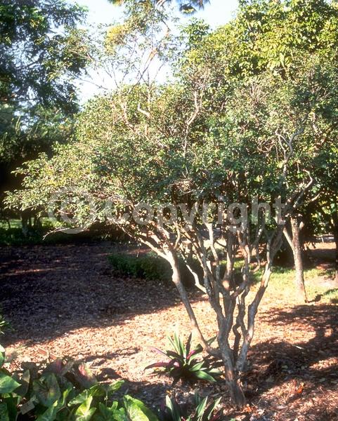 White blooms; Evergreen; Needles or needle-like leaf