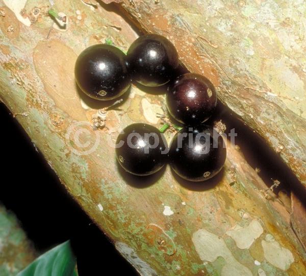 White blooms; Evergreen; Needles or needle-like leaf