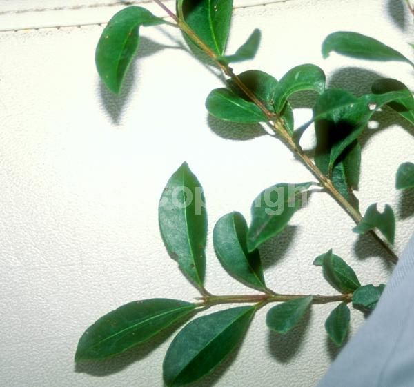 White blooms; Evergreen; Needles or needle-like leaf; North American Native