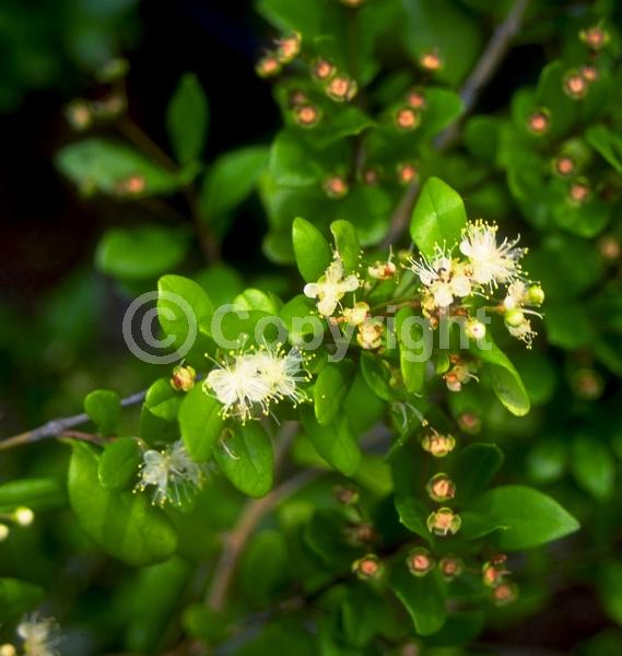 White blooms; Evergreen; Needles or needle-like leaf; North American Native