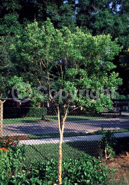 White blooms; Evergreen; Needles or needle-like leaf; North American Native
