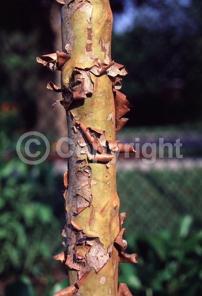 White blooms; Evergreen; Needles or needle-like leaf; North American Native