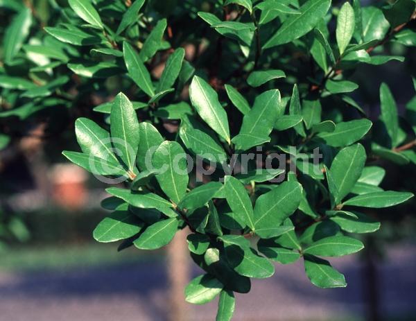 White blooms; Evergreen; Needles or needle-like leaf; North American Native