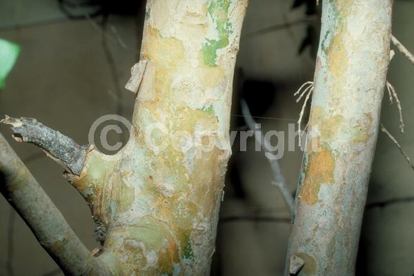 White blooms; Evergreen; Needles or needle-like leaf; North American Native