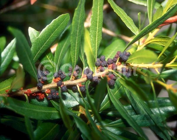 Green blooms; Evergreen; Broadleaf; North American Native