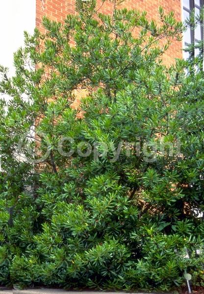 Green blooms; Evergreen; Broadleaf; North American Native