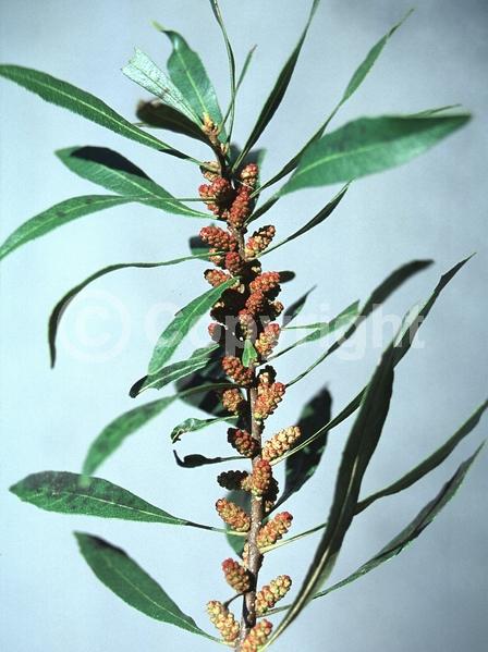 Green blooms; Evergreen; Broadleaf; North American Native