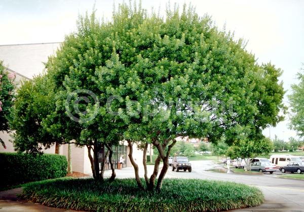 Green blooms; Evergreen; Broadleaf; North American Native