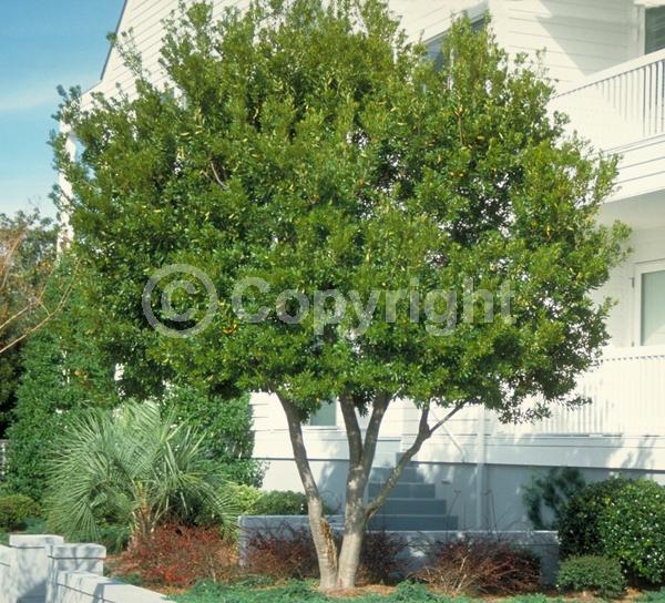 Green blooms; Evergreen; Broadleaf; North American Native
