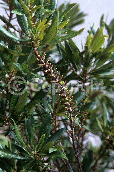 Green blooms; Evergreen; Broadleaf; North American Native