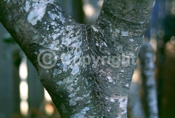 Green blooms; Evergreen; Broadleaf; North American Native