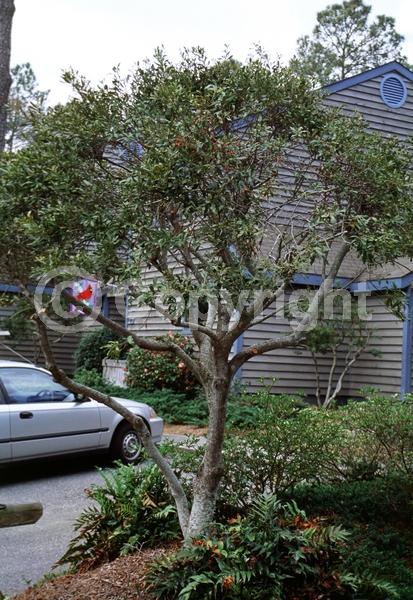 Green blooms; Evergreen; Broadleaf; North American Native